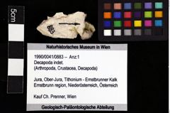 Foto (Objket + Etiketten) von Decapoda indet. 